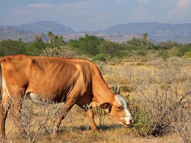 Gobierno del Estado auxilia a ganaderos del sur de Sonora con la entrega de pozo