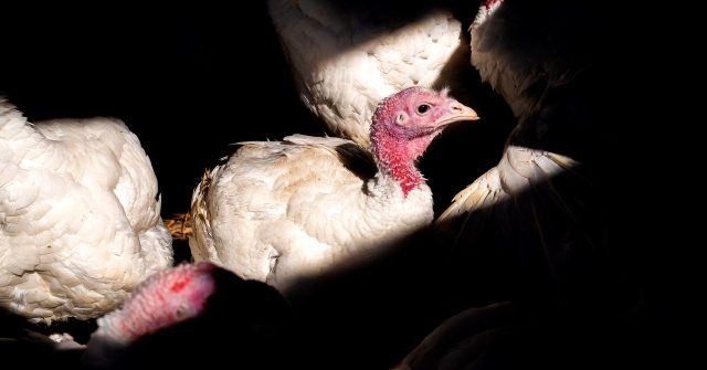 La amenaza de la gripe aviar sigue creciendo