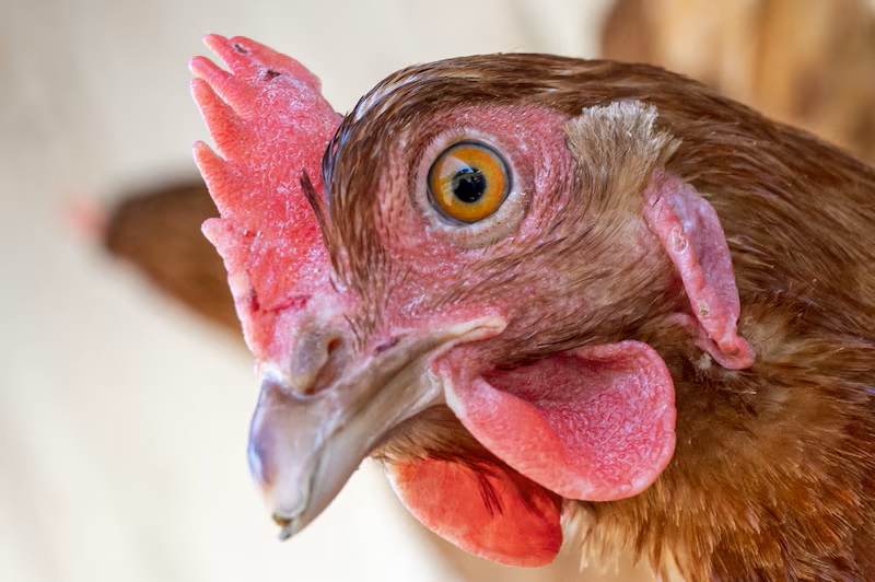 La gripe aviar y el calor extremo son una combinación peligrosa