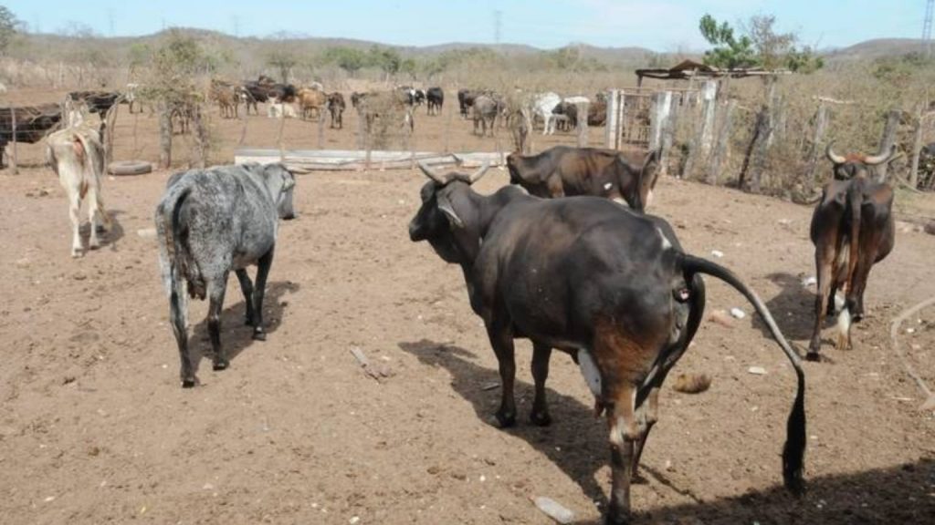 Lluvias dan ligero respiro a ganadero en el sur de Sinaloa