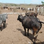 Lluvias dan ligero respiro a ganadero en el sur de Sinaloa