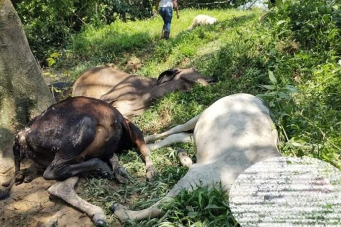 Muerte de vacas, les dieron pollinaza de mala calidad