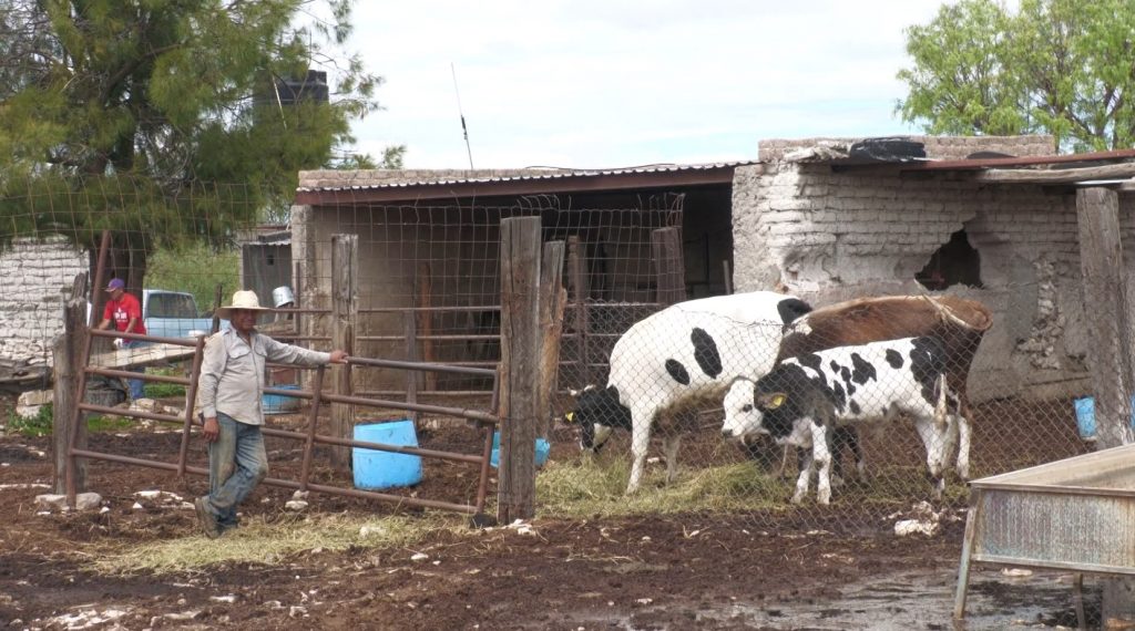 Productores de Leche en Ojo de Agua del Tule Luchan Contra la Crisis Económica