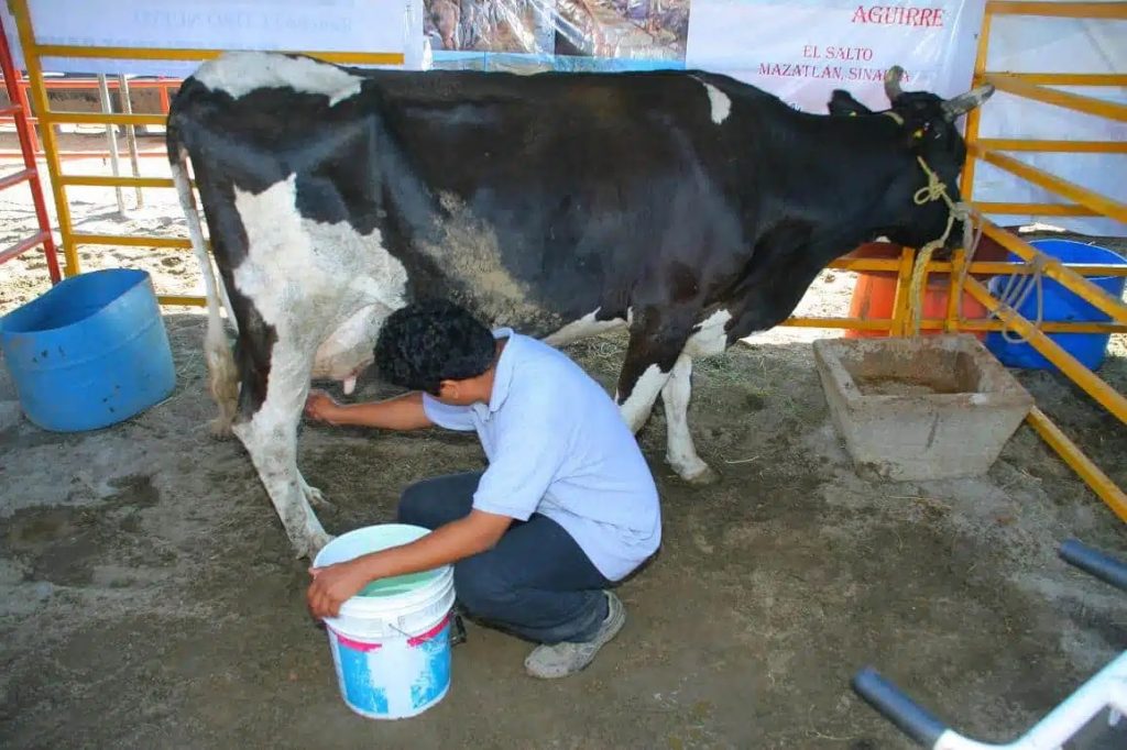 Productores de leche buscan la rentabilidad de la actividad y un incremento al precio en Mazatlán