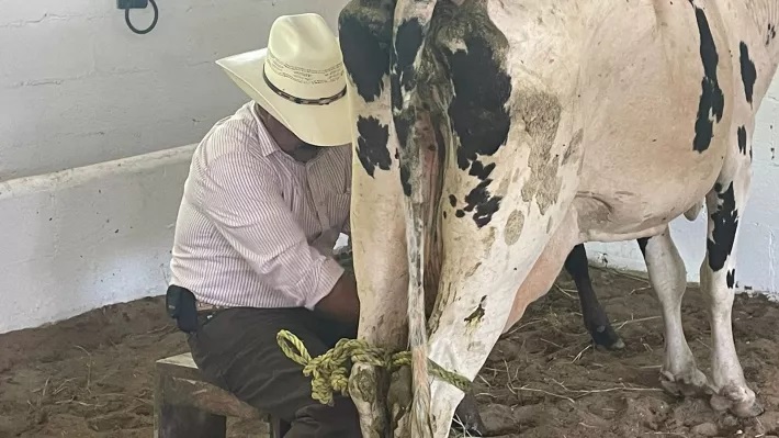 Realizan concurso de la Vaca Lechera en la Expo Ganadera de Ciudad del Carmen1