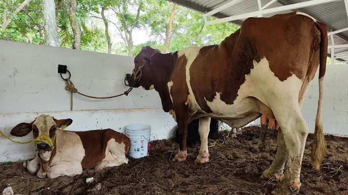 Realizan concurso de la Vaca Lechera en la Expo Ganadera de Ciudad del Carmen2