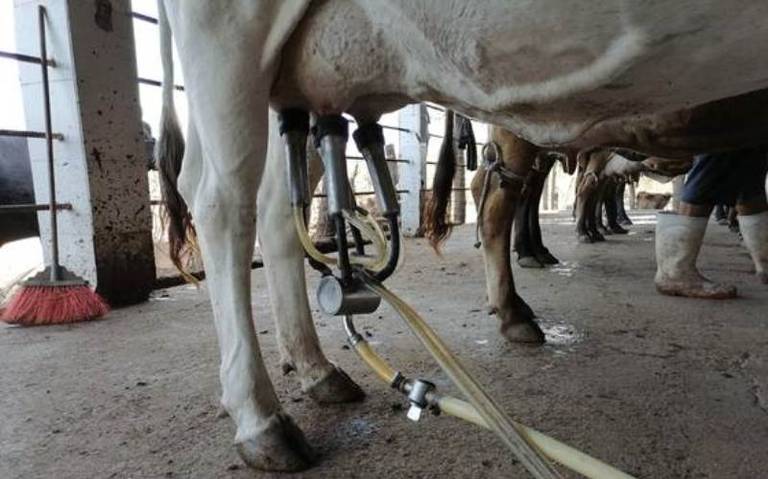 Se rebelan productores lecheros en Mazatlán