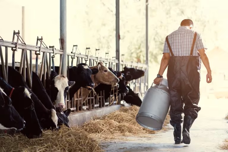 Un estudio de la FDA muestra que la pasteurización mata la gripe aviar en la leche