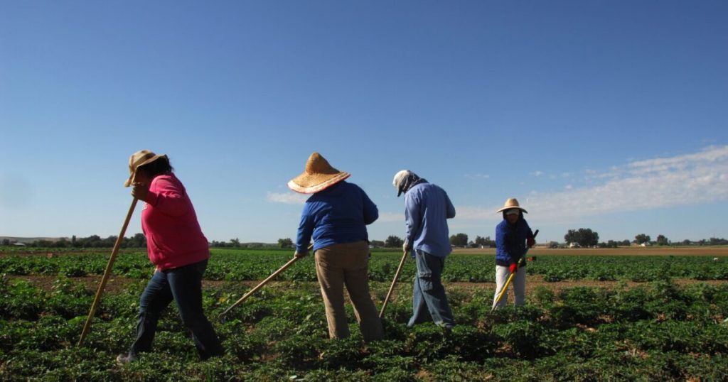 Un estudio muestra que los inmigrantes no autorizados son actores clave en la economía y el sector agrícola de Idaho