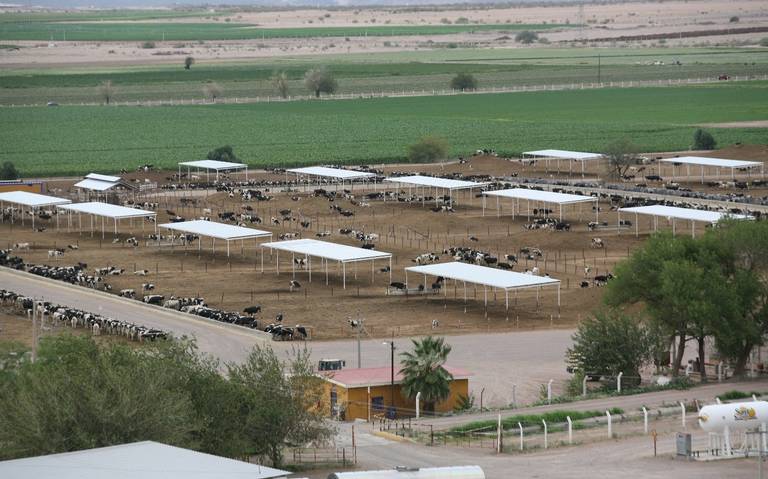 Venden rancho productor de Leche Zaragoza en Delicias