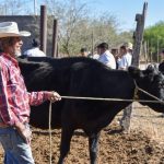 Aseguran que ha bajado el robo de ganado en Aguascalientes