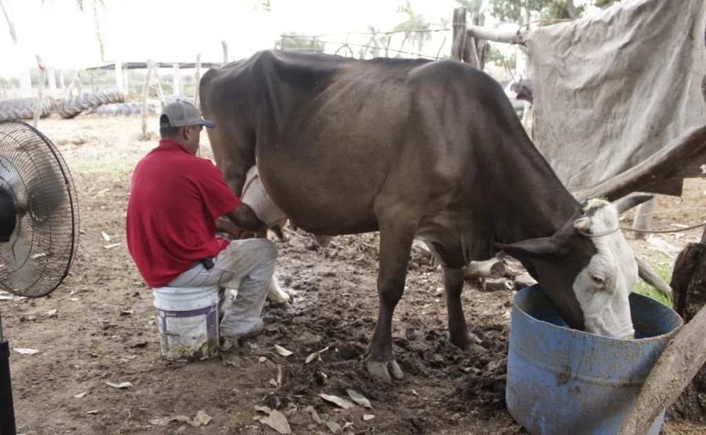 Baja la producción de la leche bronca hasta un 70 por ciento por falta de agua