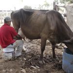 Baja la producción de la leche bronca hasta un 70 por ciento por falta de agua