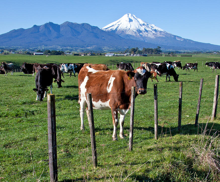 En Nueva Zelanda también cae la producción de leche