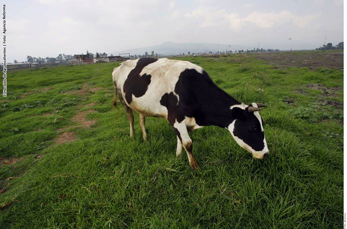 Exigen productores lecheros ajuste en precios de Liconsa