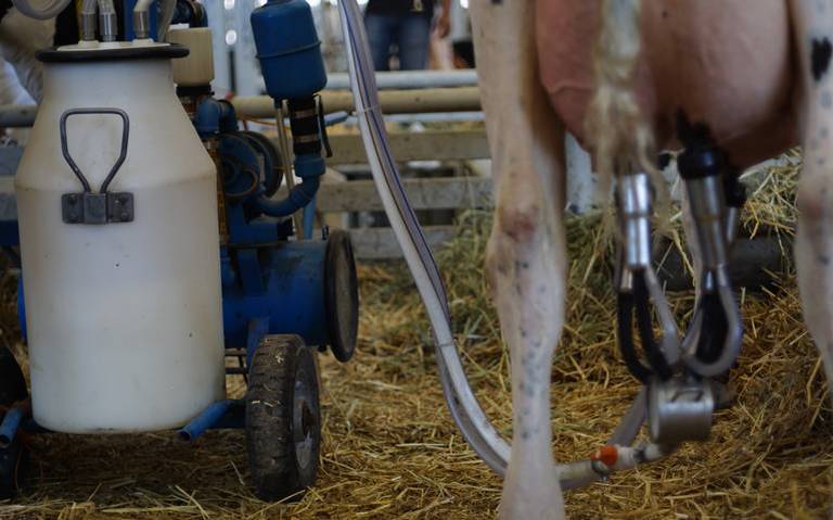 Ganaderos al borde del colapso El precio de la leche no les alcanza ni para cubrir costos