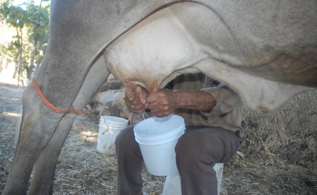 Ganaderos de Guasave piden apoyo al gobierno para mejorar la venta de leche