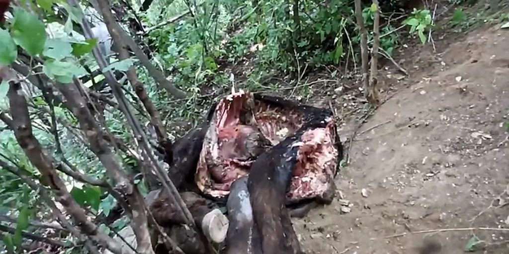 Gran felino ataca y mata ganado en la Mixteca Poblana