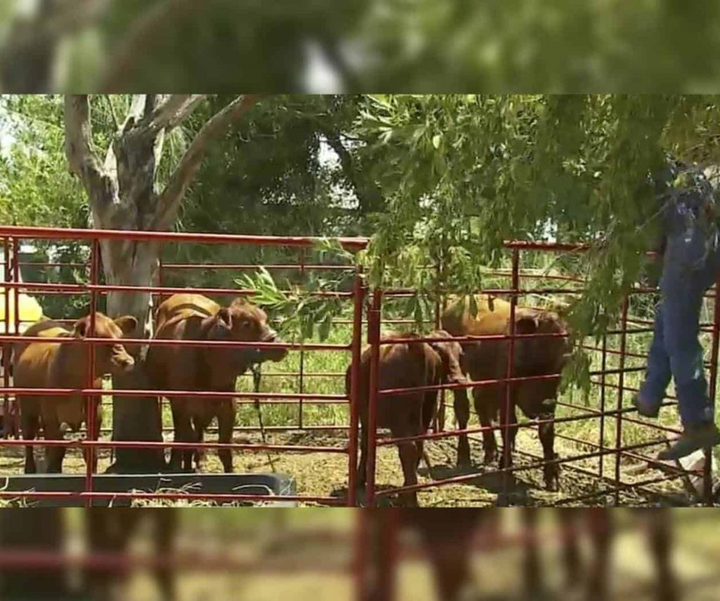 Habría sido atacado por agresivo toro jersey Inusual muerte de ganadero