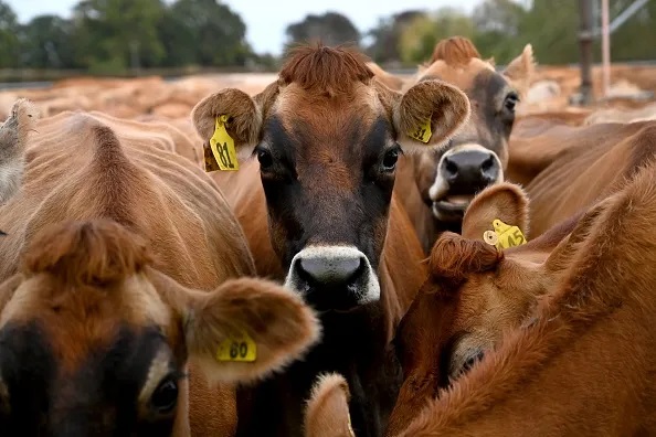 Las pequeñas explotaciones impulsan las economías rurales. Puede la leche orgánica salvar a los productos lácteos de la extinción