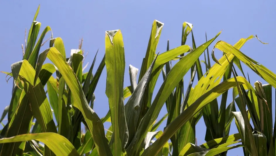 Más de 300 productores de sorgo forrajero pierden el 50% de cultivos por semilla irregular