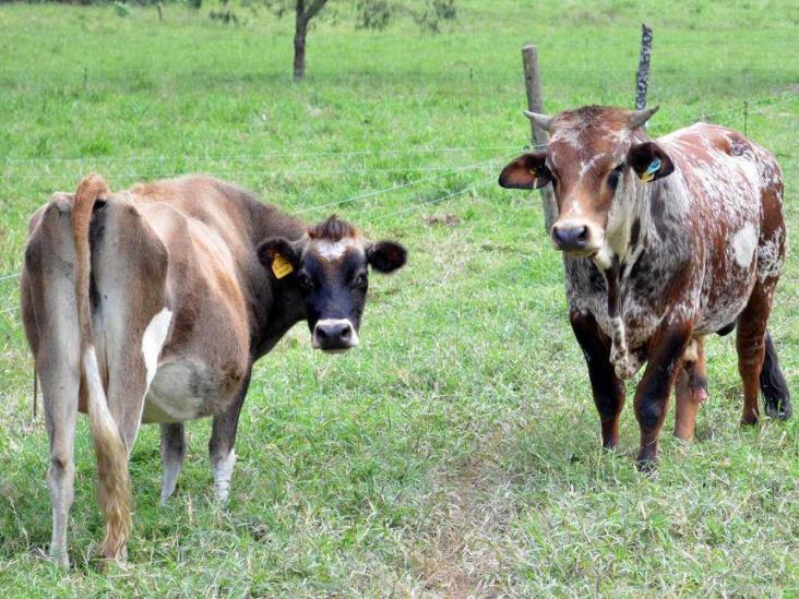 Producción de leche dejó de ser negocio para ganaderos de Agua Dulce