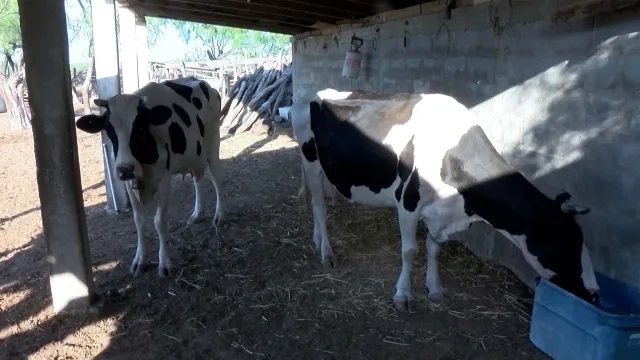 Sequía Está a Punto de Extinguir Producción de Leche en Coahuila1