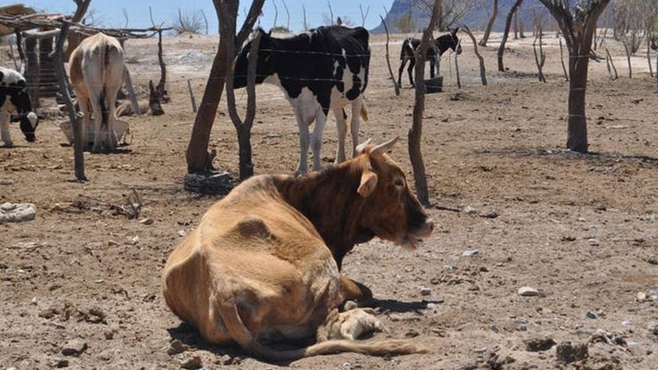 Sequía provoca muerte de ganado en ranchos de Guaymas y Empalme; van 50 reses caídas