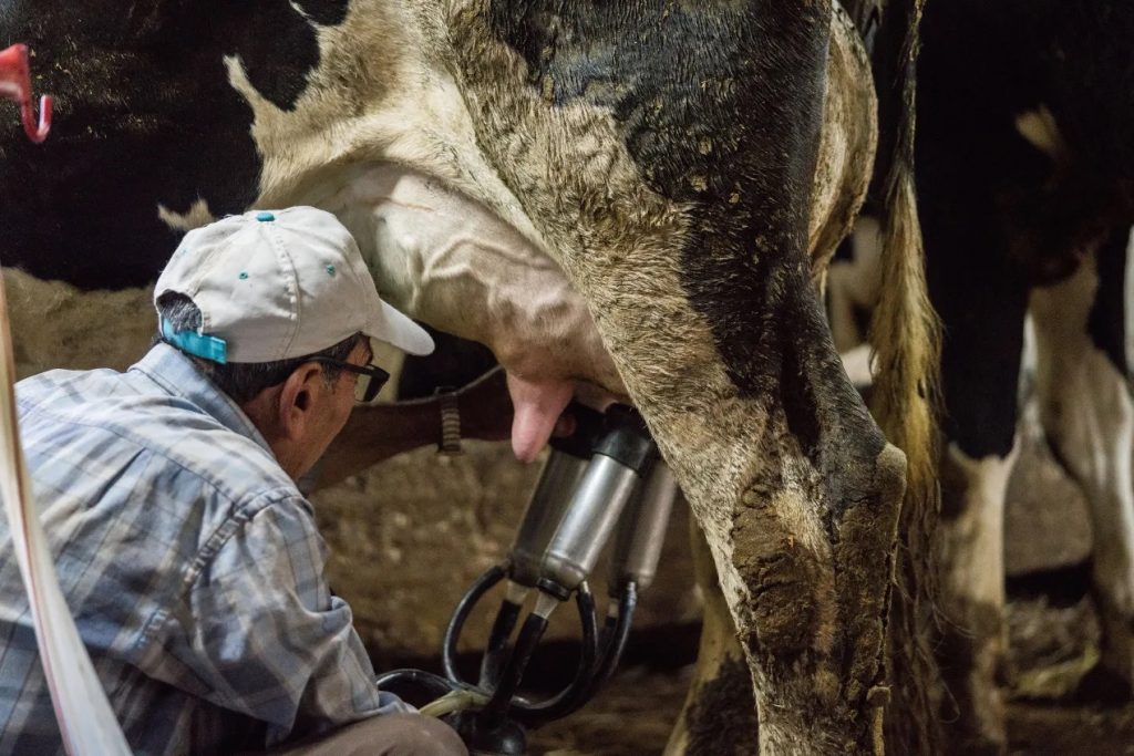 Trabajadores dicen que cuidan a vacas enfermas en medio de la gripe aviar usando solo guantes