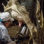 Trabajadores dicen que cuidan a vacas enfermas en medio de la gripe aviar usando solo guantes