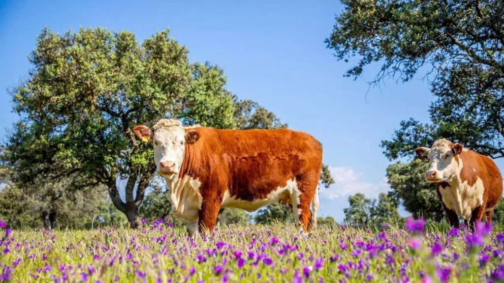 Vacas sin pedos