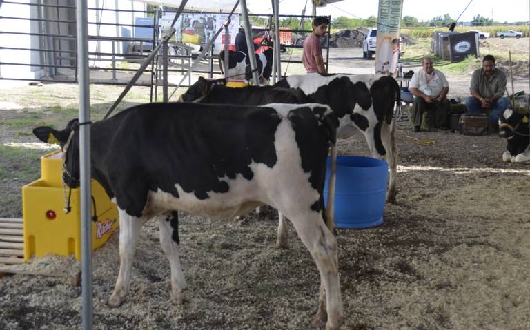 Actividad lechera tiene un futuro promisorio población necesita alimentos de calidad Femeleche