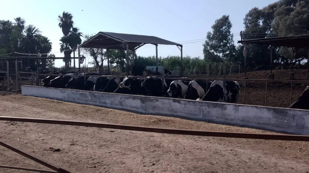 Baja producción de leche en el Valle Yaqui