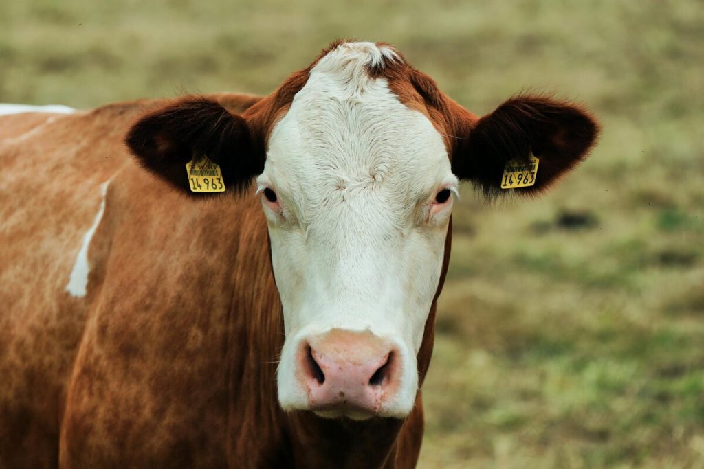 California tiene 1,7 millones de vacas lecheras. La amenaza de la gripe aviar ahora pende sobre ellas