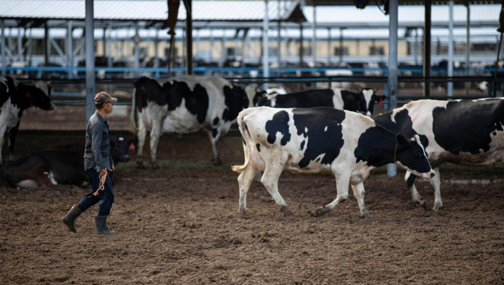 China sufre por exceso de leche