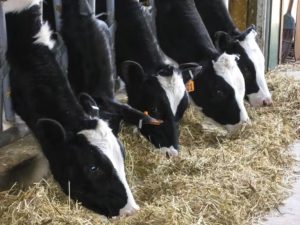 Científicos concluyen que la gripe aviar de EEUU se contagia mediante el ordeño de vacas y advierten a Europa de su propagación