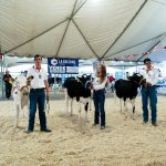 DIGAL presenta el Club Juvenil Holstein, donde las futuras generaciones interactúan con el ganado lechero y aprenden a tomar aprecio por estos animales