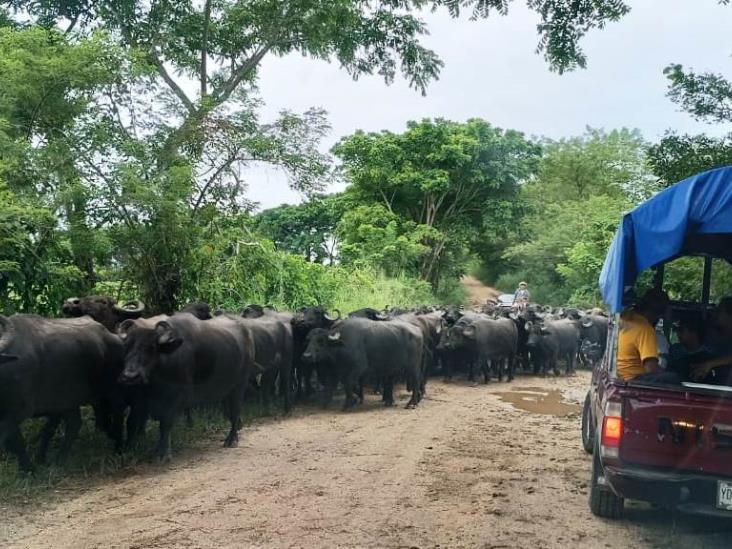 En los últimos diez años, la cría de búfalo ha crecido en el hato ganadero cosoleacaneco