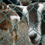 Expertos promueven los beneficios de la leche de cabra en el cuidado de la piel humana