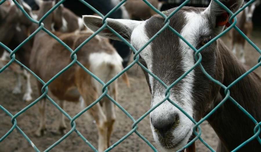 Expertos promueven los beneficios de la leche de cabra en el cuidado de la piel humana