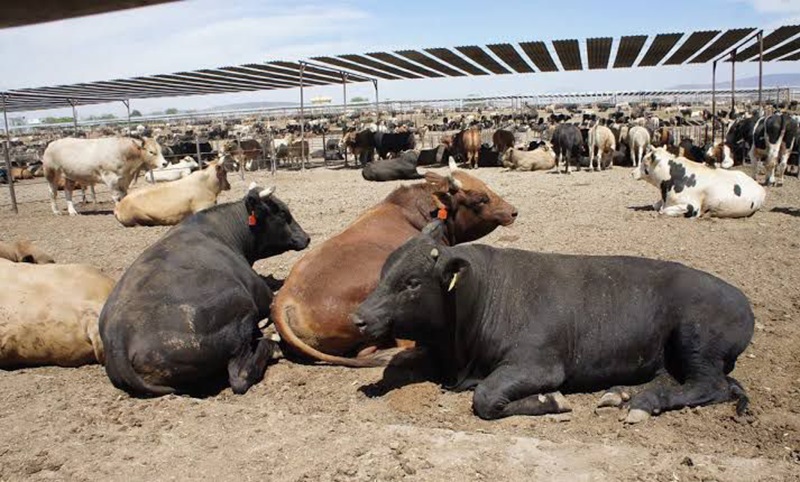 Ganaderos de Mazatlán indican que peligra producción de leche por sequía