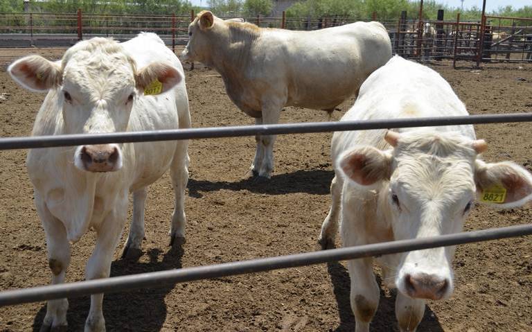 Ganaderos han tenido que invertir extra para mantener a animales en la sequía