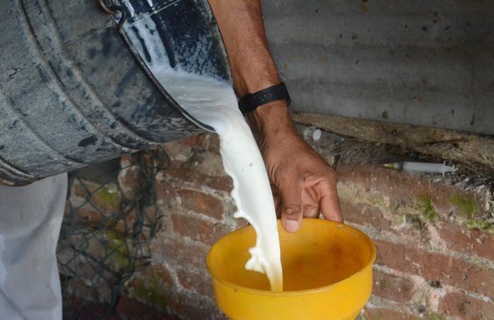 Ganaderos producen más de 30 mil litros diarios de leche en La Mixtequilla sin apoyo gubernamental