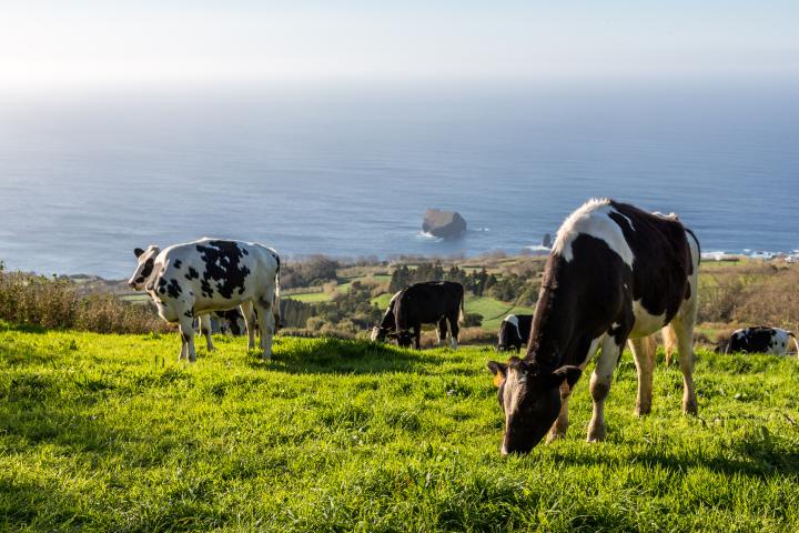 Las vacas hacen frente a la sequía descubren un método para aprovechar el agua de la leche