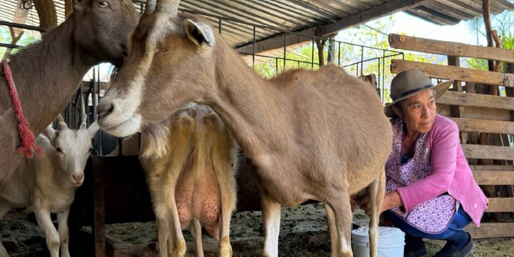 Leche de cabra para las industrias cosmética y médica, proyecto que Sader impulsa en Durango