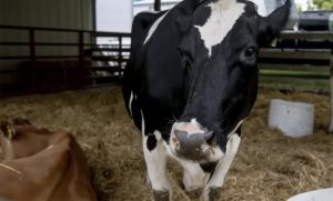 Michigan reporta 28 hatos lecheros infectados por Influenza Aviar H5N1