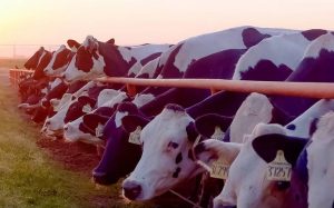 Ni una vaca más en La Laguna Avelino Hernández