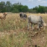 No tienen más opción La escasez de agua no cesa, por lo que ganaderos empiezan a vender sus hatos