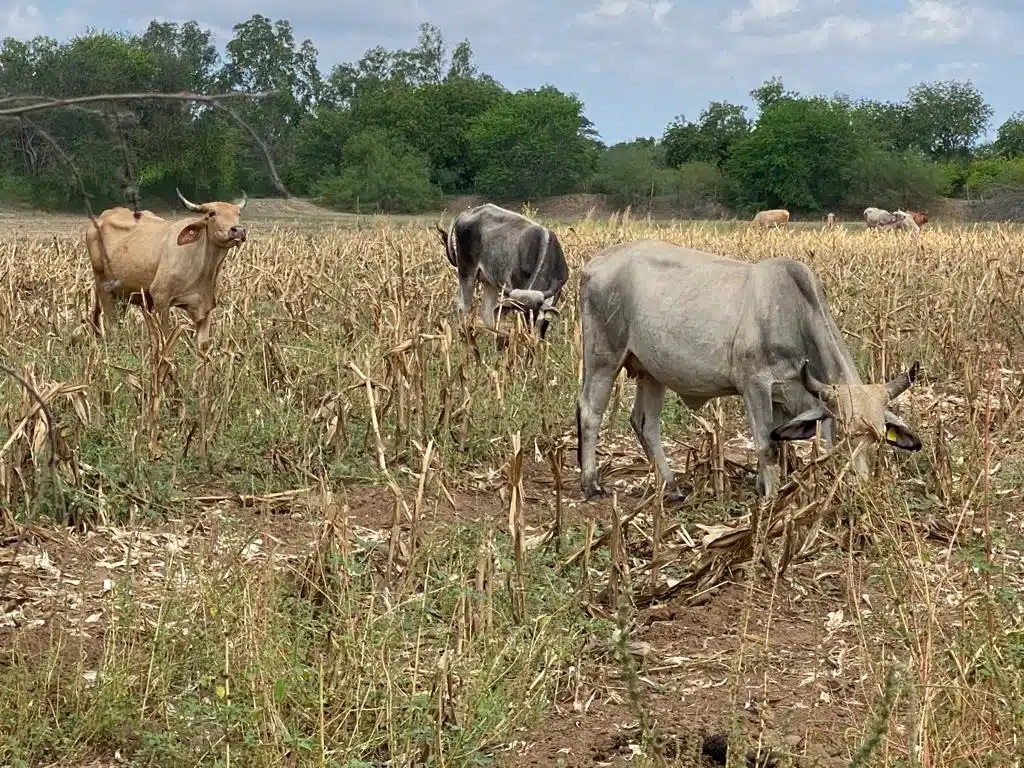 No tienen más opción La escasez de agua no cesa, por lo que ganaderos empiezan a vender sus hatos