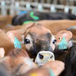 Por qué sigue bajando la producción de leche en Estados Unidos en 2024